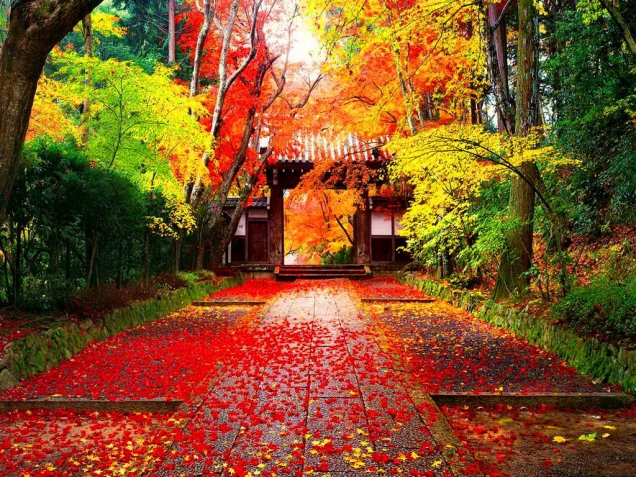 Japanese-autumn-Wallpaper-yvt2-jpeg-1376896818